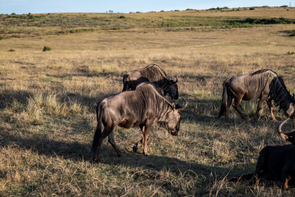 Ulubisi House Gondwana Private Game Reserve Buffalos walking
