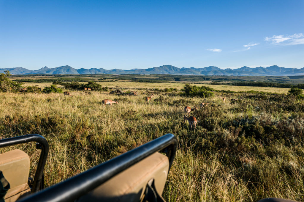 Gondwana Private Game Reserve Safari Impalas