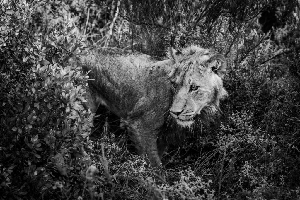 Ulubisi House Gondwana Private Game Reserve Lions in bush