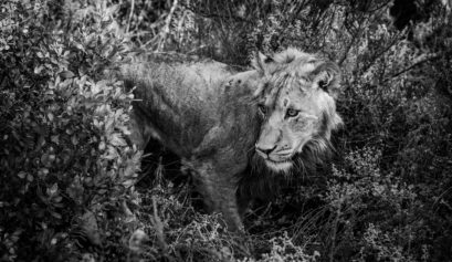 Ulubisi House Gondwana Private Game Reserve Lions in bush
