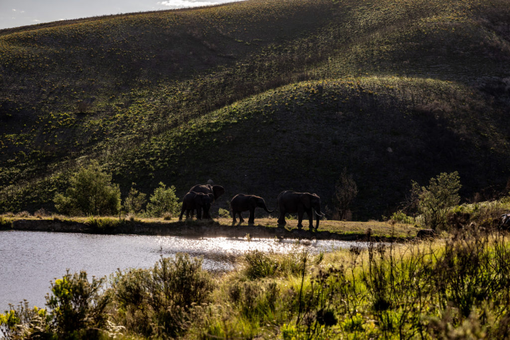 Ulubisi House Gondwana Private Game Reserve Game Drive Elephants on water whole