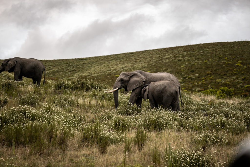 Ulubisi House Gondwana Private Game Reserve Elephant and baby