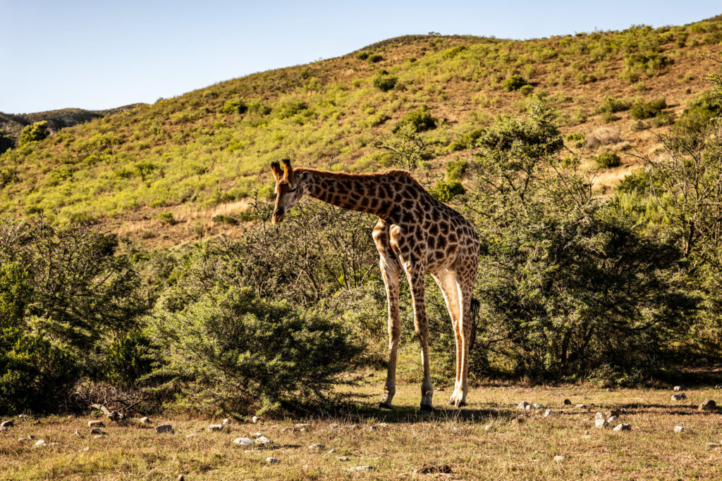 Gondwana Private Game Reserve Safari Game Drive Giraffe eating