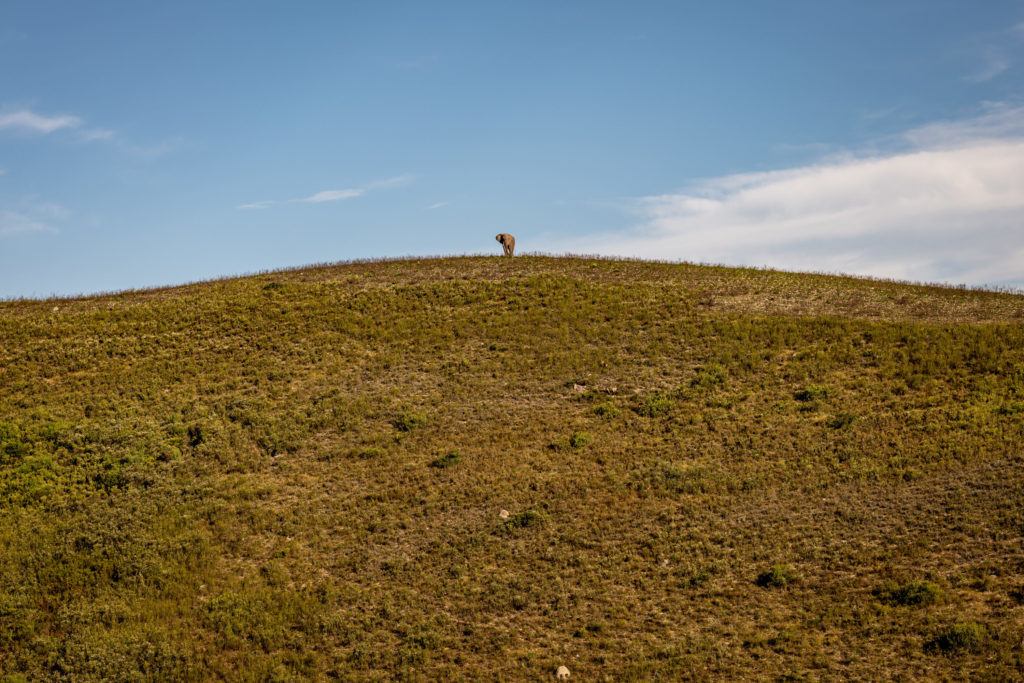 Ulubisi House Gondwana Private Game Reserve Elephant on top of hill