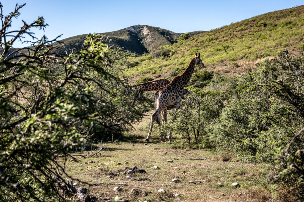 Gondwana Private Game Reserve two Giraffes